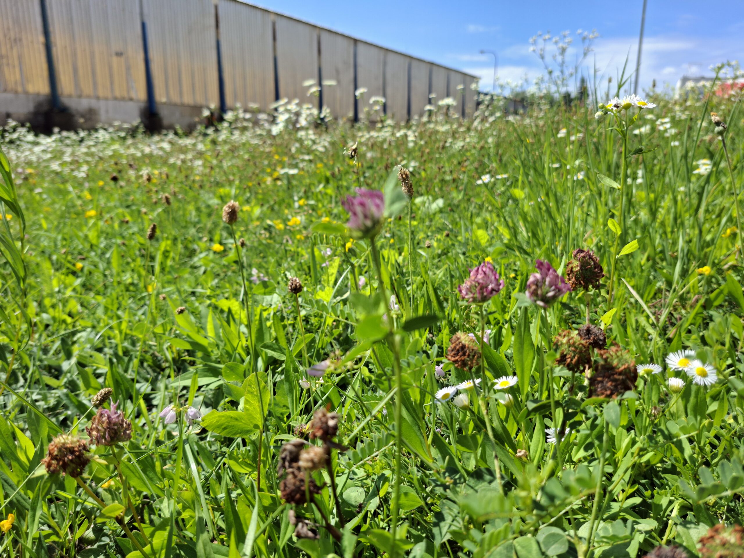 Mozaikové kosenie: Prečo by vaša záhrada nemala vyzerať ako golfové ihrisko